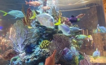 Aquarium Restaurant