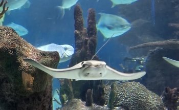 Aquarium Restaurant