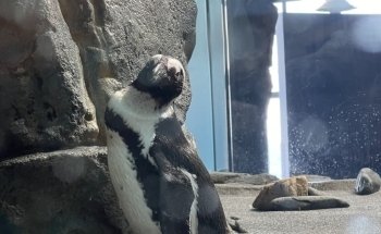 Monterey Bay Aquarium: Seafood Watch Program