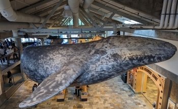 Monterey Bay Aquarium: Seafood Watch Program