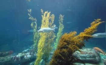 Monterey Bay Aquarium: Seafood Watch Program