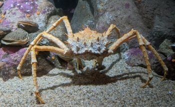 Monterey Bay Aquarium: Seafood Watch Program