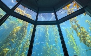 Monterey Bay Aquarium: Seafood Watch Program