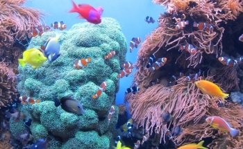 Monterey Bay Aquarium: Seafood Watch Program
