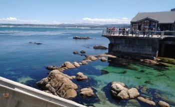 Monterey Bay Aquarium: Seafood Watch Program