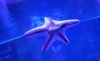 SEA LIFE Grapevine Aquarium
