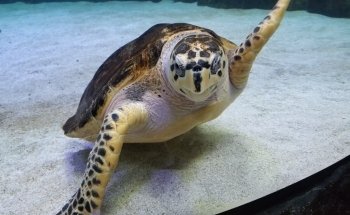 SEA LIFE Grapevine Aquarium