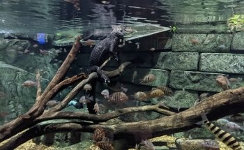 SEA LIFE Grapevine Aquarium