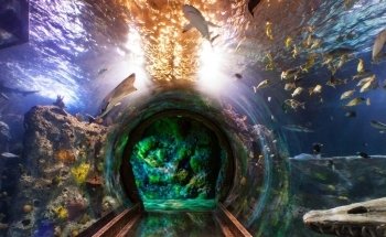 SEA LIFE Grapevine Aquarium