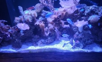 SEA LIFE Grapevine Aquarium