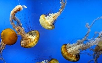 Aquarium At Moody Gardens
