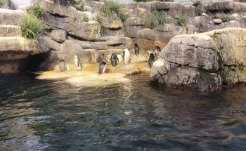 Aquarium At Moody Gardens