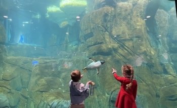 Aquarium At Moody Gardens