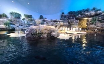 Aquarium At Moody Gardens