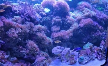 Aquarium At Moody Gardens
