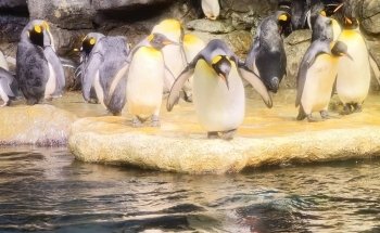 Aquarium At Moody Gardens
