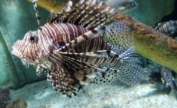 Long Island Aquarium