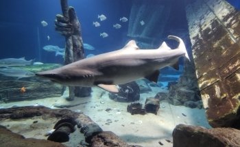 Long Island Aquarium