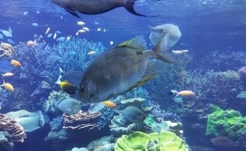 Long Island Aquarium