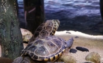 Jenkinson's Aquarium
