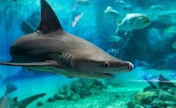 Jenkinson's Aquarium