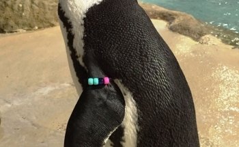 Acuario de Jenkinson