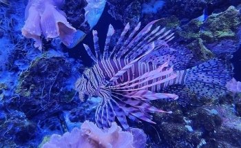 Jenkinson's Aquarium