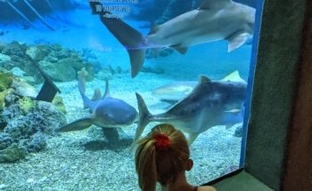 Jenkinson's Aquarium