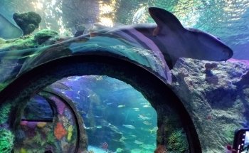 SEA LIFE Michigan Aquarium