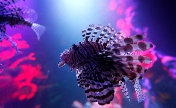 SEA LIFE Michigan Aquarium