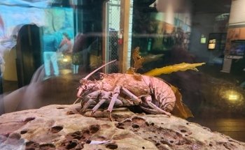 Cabrillo Marine Aquarium