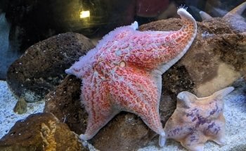 Cabrillo Marine Aquarium