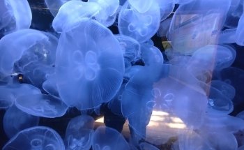 Cabrillo Marine Aquarium