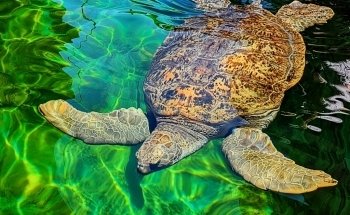 Gulf World Marine Park