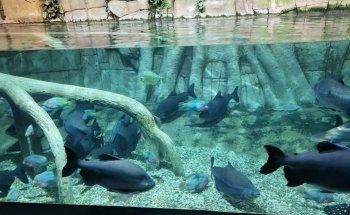 Aquarium Costa de Almería