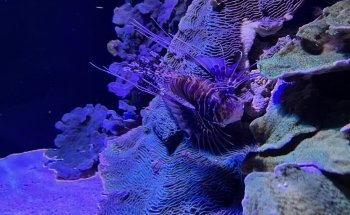 Aquarium Costa de Almería