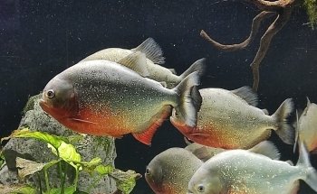 Aquarium Costa de Almería