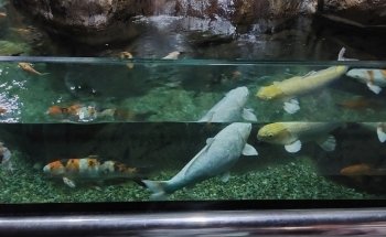 Aquarium Costa de Almería