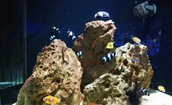 Aquarium Costa de Almería