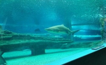 Aquarium Costa de Almería