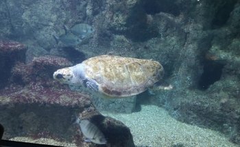 Aquarium Costa de Almería