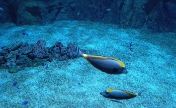Aquarium Costa de Almería