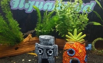 Acuario Aquabreed