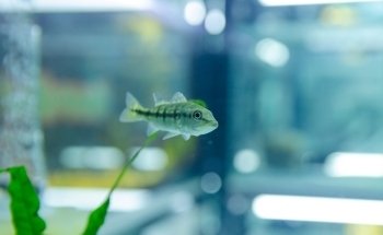 Acuario Aquabreed