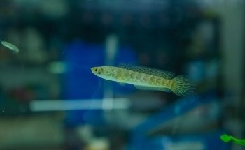 Acuario Aquabreed