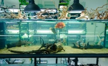 Acuario Aquabreed