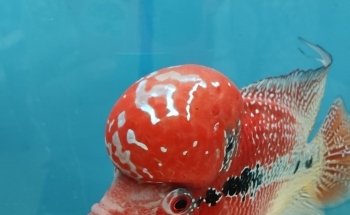 Acuario Aquabreed