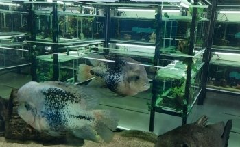 Acuario Aquabreed