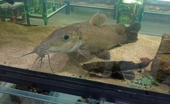 Acuario Aquabreed