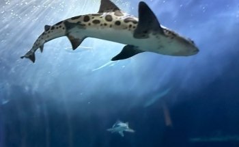 Aquarium of the Bay